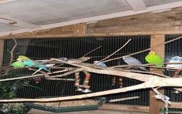 Budgerigars birds for sale: Budgies for sale  - Image 1