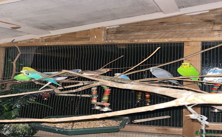 Budgerigars birds - Advert 5