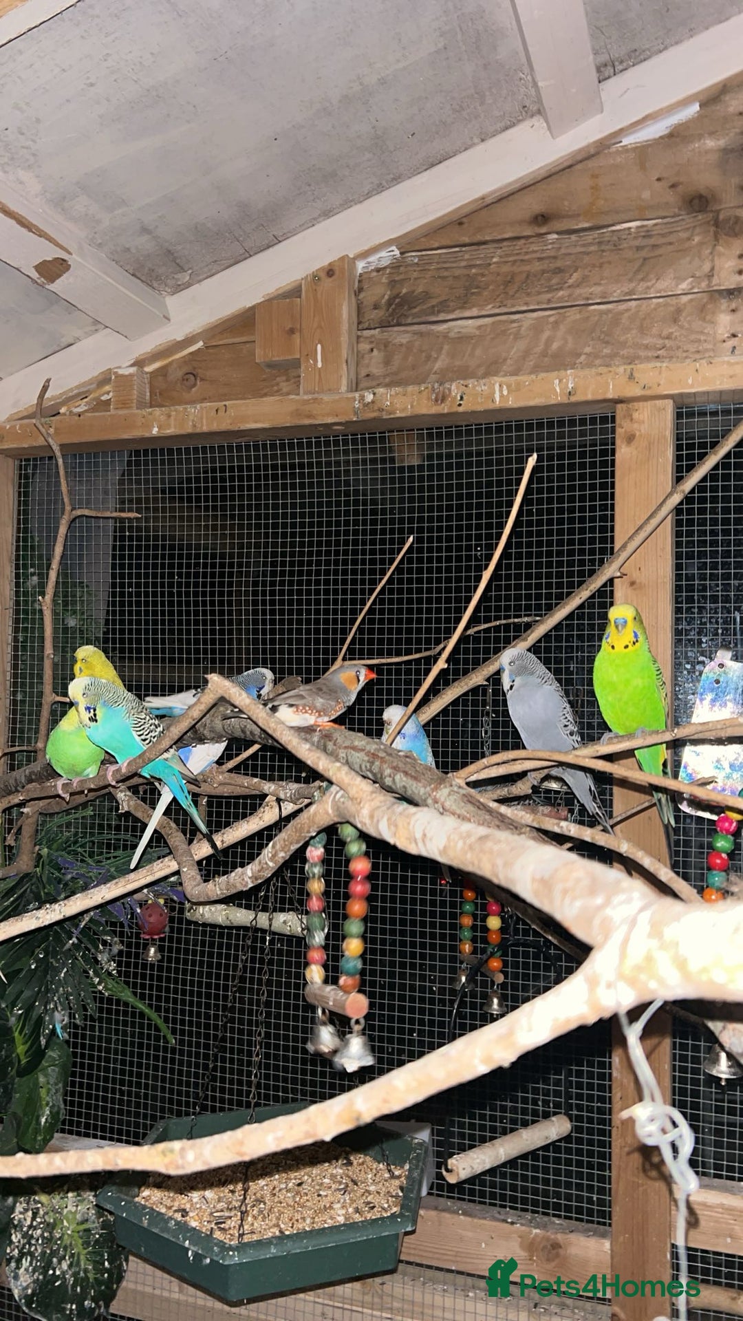 Budgerigars birds for sale: Budgies for sale  - Image 1