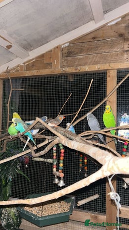 Budgerigars birds - Advert 15