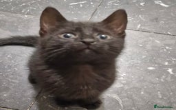 Mixed Breed cats for sale: Male kitten - Image 3