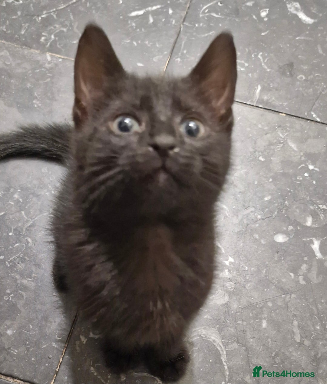 Mixed Breed cats for sale: Male kitten - Image 3