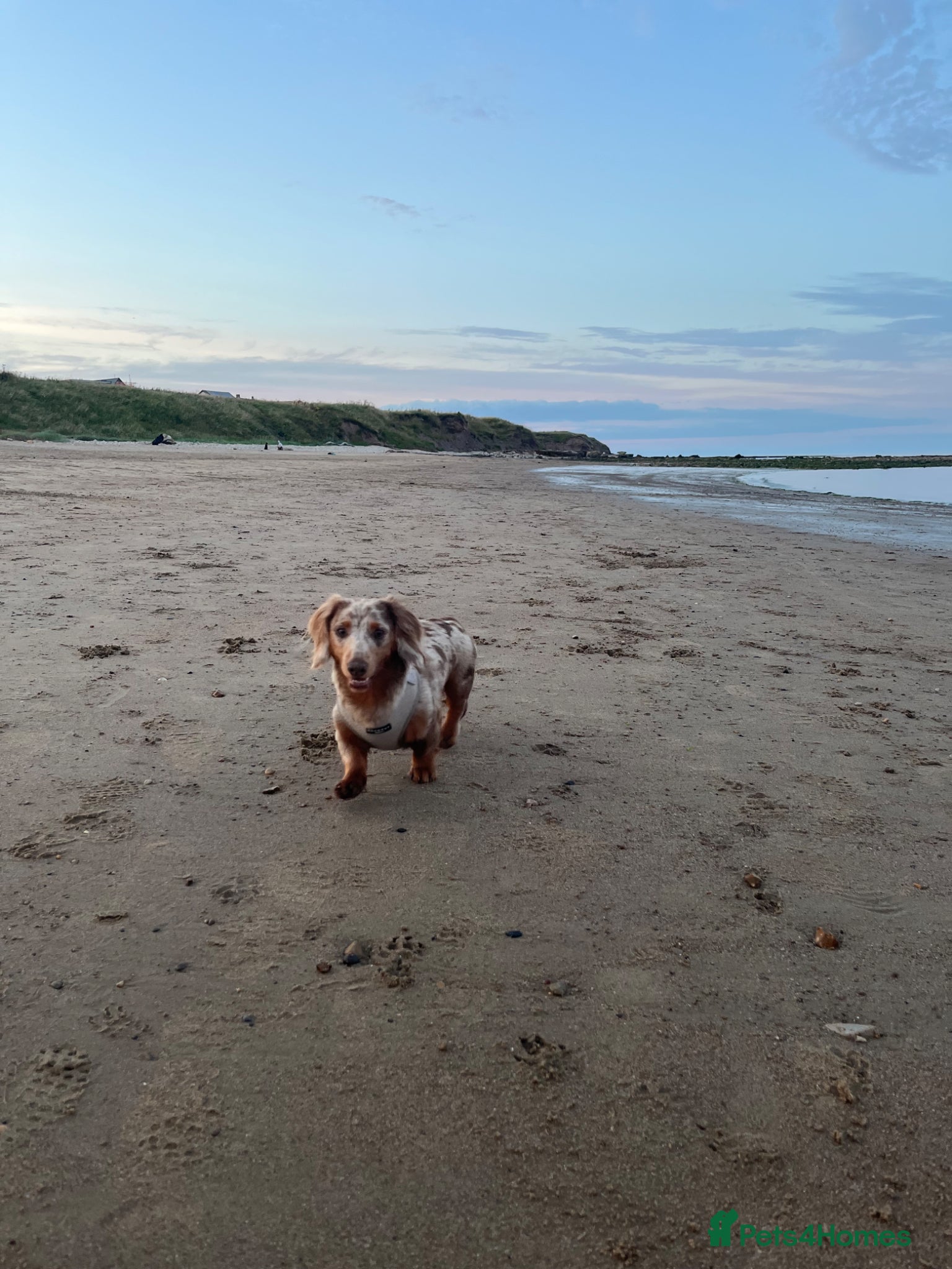 Miniature Dachshund dogs for stud: Dobby £0 - Advert 10
