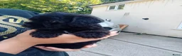 Mixed Breed dogs for sale: Borderpoo puppies in Woodbridge - Advert 19