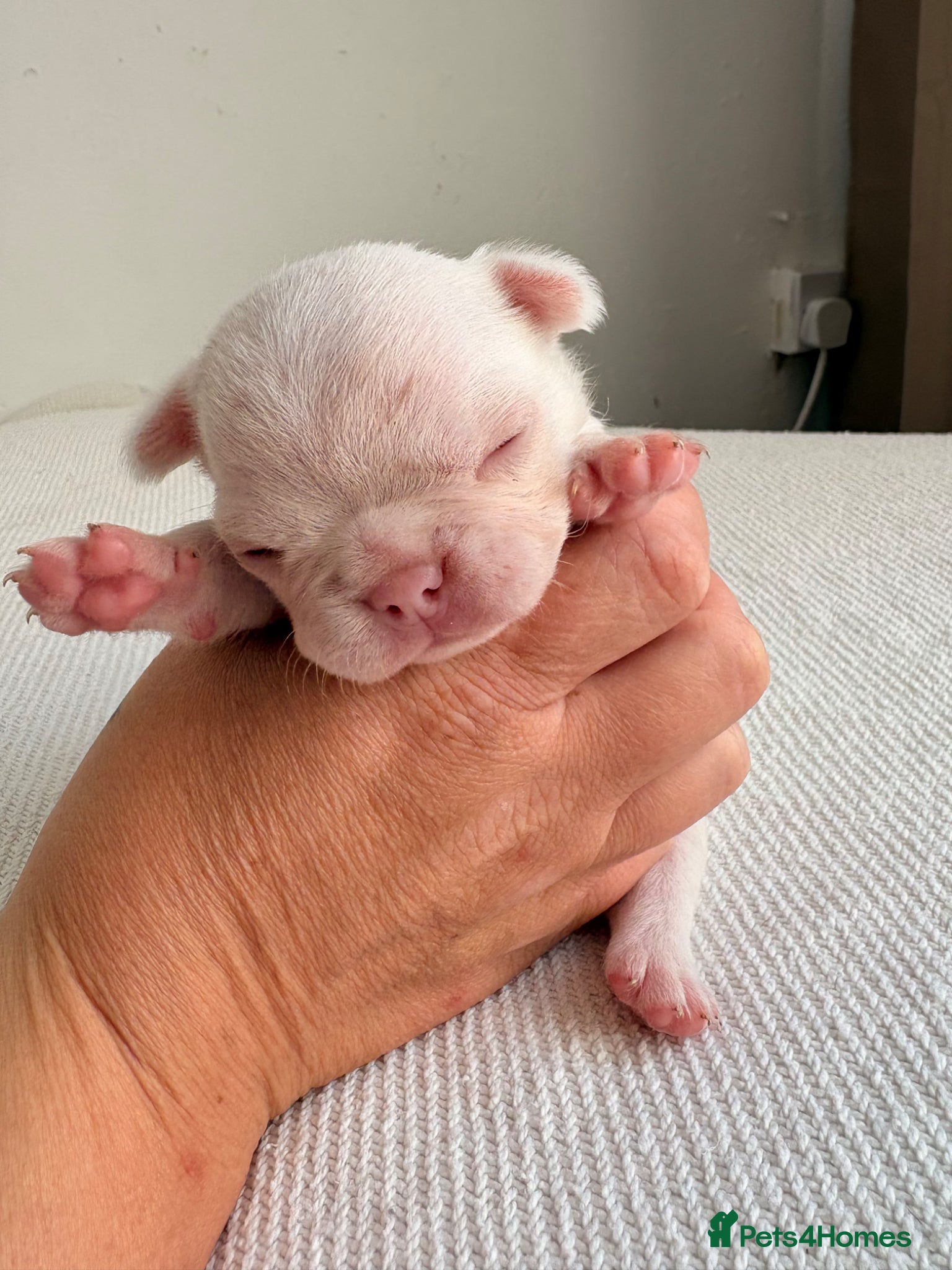 French Bulldog dogs for sale: Frenchie pups for sale! in Liverpool - Advert 8