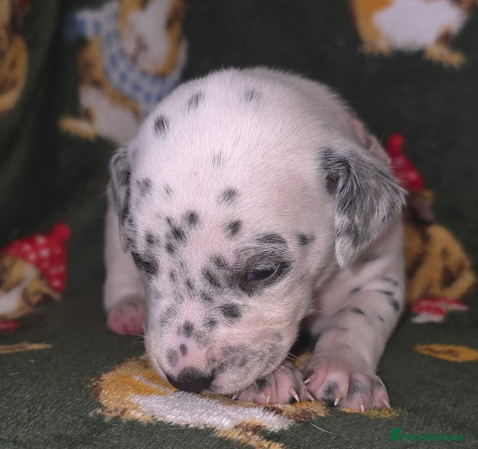 Mixed Breed dogs Dalmatian x Labrador puppies - Advert 1