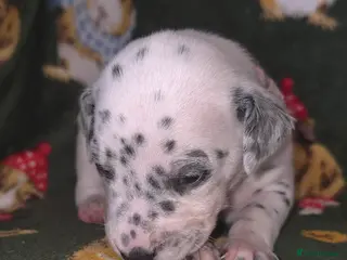 Mixed Breed dogs Dalmatian x Labrador puppies - Advert 15
