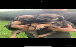 Border Terrier dogs for sale: KC reg border terrier puppies - Image 6