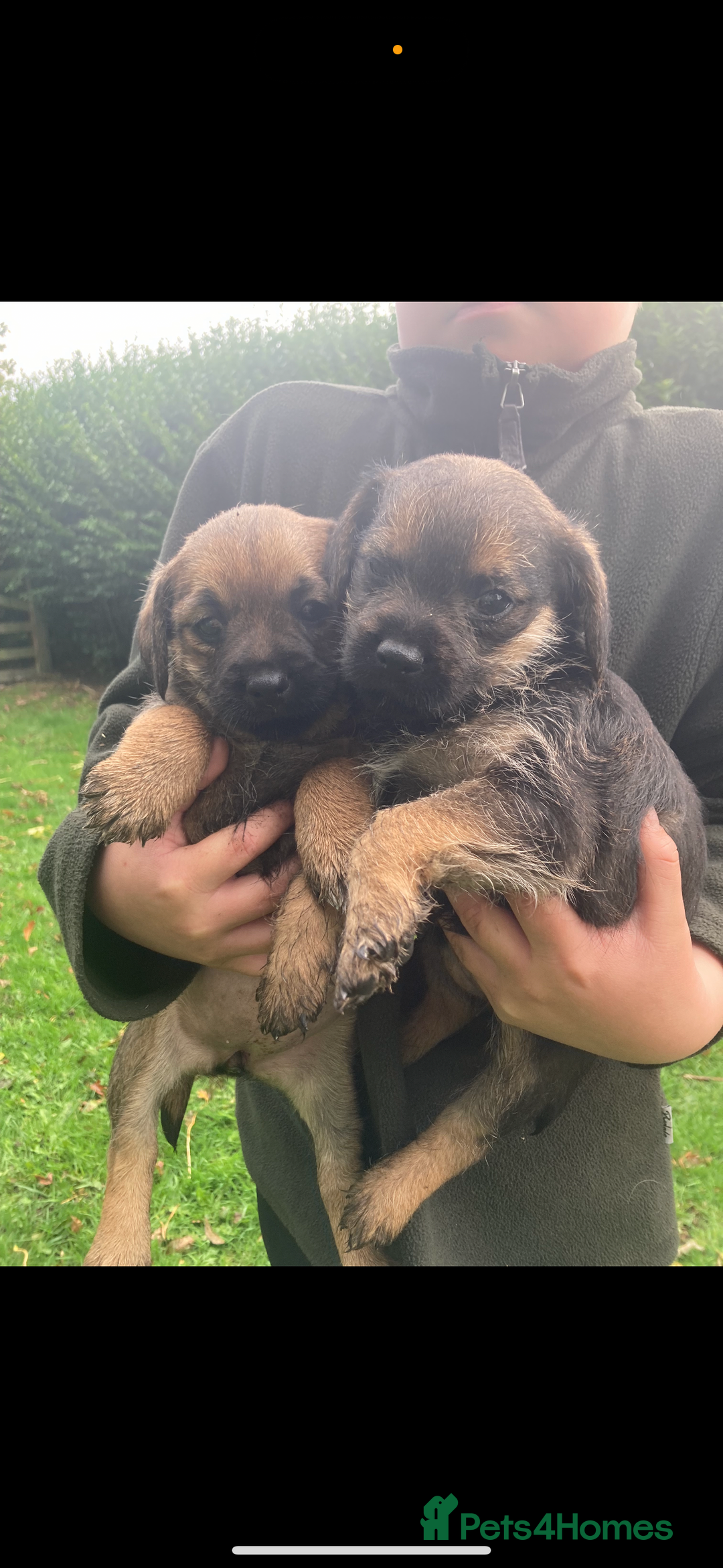 Border Terrier dogs for sale: KC reg border terrier puppies - Image 6