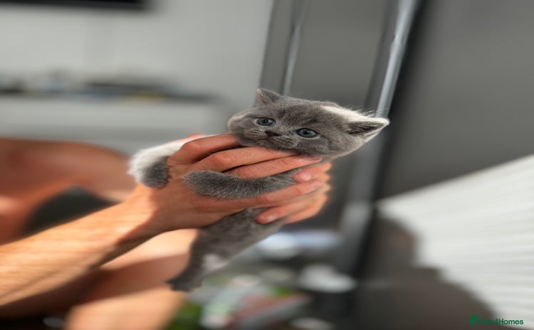 Scottish Fold cats - Advert 1