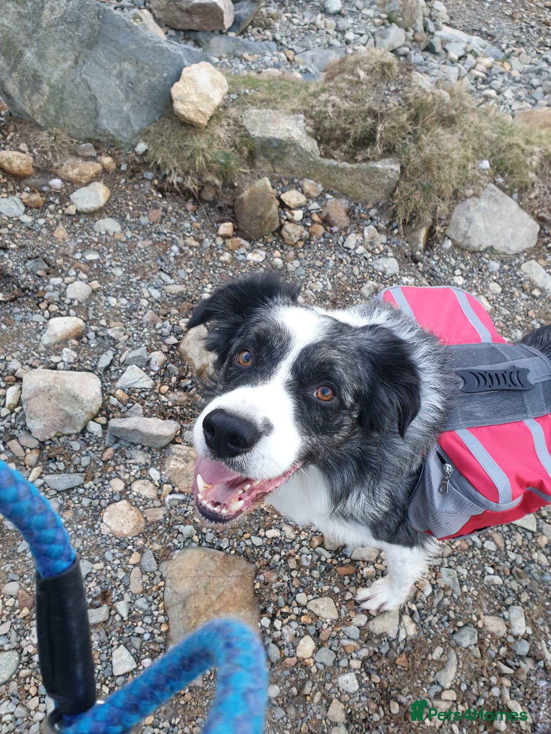 Border Collie dogs for stud: *proven* health tested working merle border collie in Leeds - Advert 5