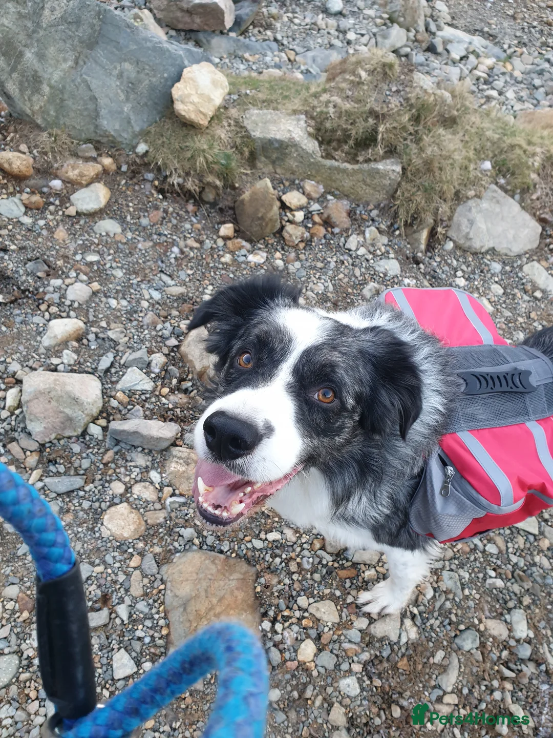 Border Collie dogs for stud: *proven* health tested working merle border collie in Leeds - Advert 3