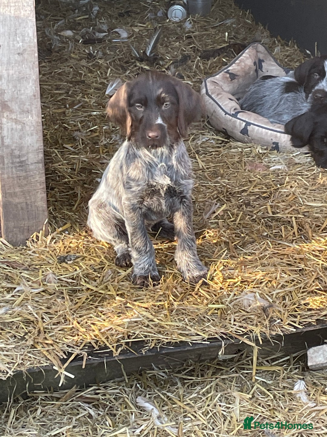 Mixed Breed dogs for sale: German pointer griffen pointer cross - Advert 13
