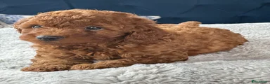 Cockapoo Puppy 2