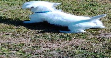 West Highland Terrier dogs - Advert 4
