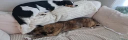 Sprollie dogs for sale: Luna the sprollie  - Advert 3