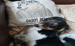 Dachshund dogs for sale: 2 White/Black/Tan long-haired dachshund puppies - Image 10