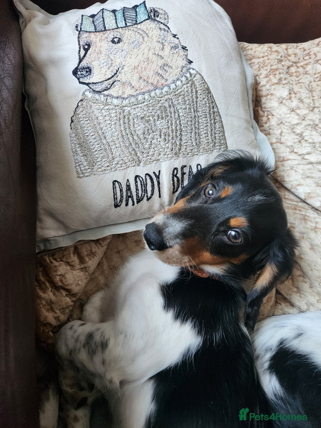 Dachshund dogs for sale: 2 White/Black/Tan long-haired dachshund puppies - Image 10