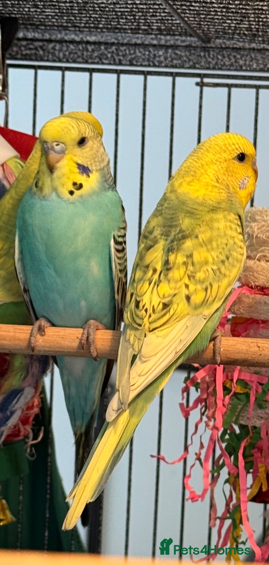 Budgerigars birds Pair  budgies young  wa7  - Advert 1