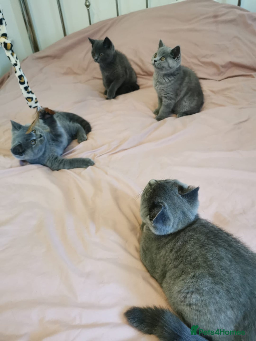 British Shorthair cats for sale: REDUCED LAST 4 REMAINING! TICA BRITISH SHORTHAIRS - Image 17