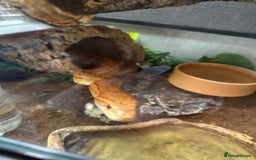 Corn Snake reptiles for sale: Male and female corn snakes and enclosure - Advert 1