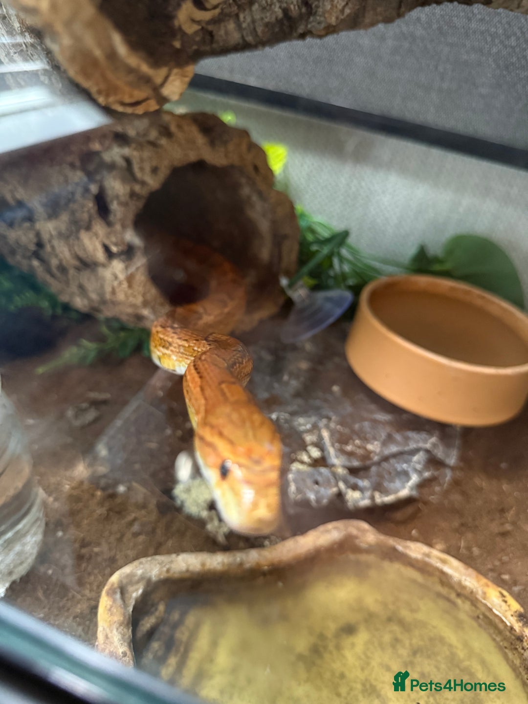 Corn Snake reptiles for sale: Male and female corn snakes and enclosure - Advert 1