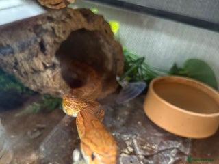 Corn Snake reptiles Male and female corn snakes and enclosure - Advert 2
