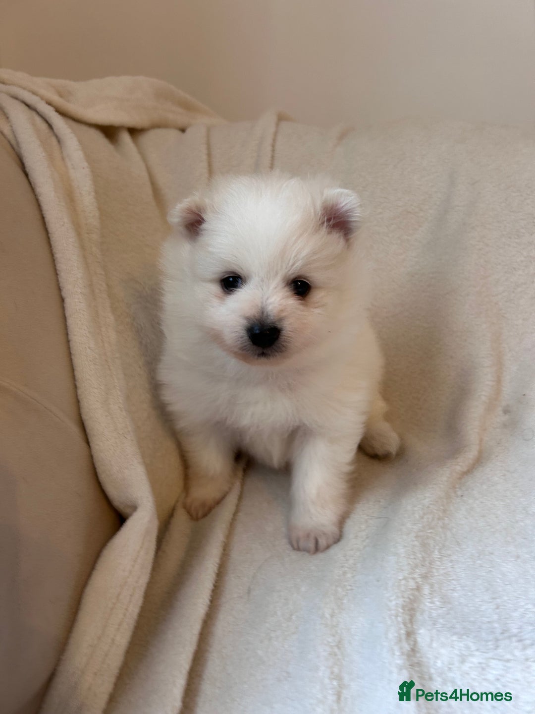 Pomeranian dogs for sale: Pomeranian puppies - Image 3