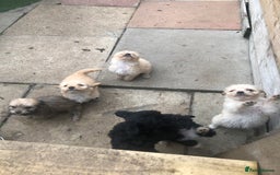 Jackapoo dogs for sale: 6 beautiful jackapoo pups - Image 4