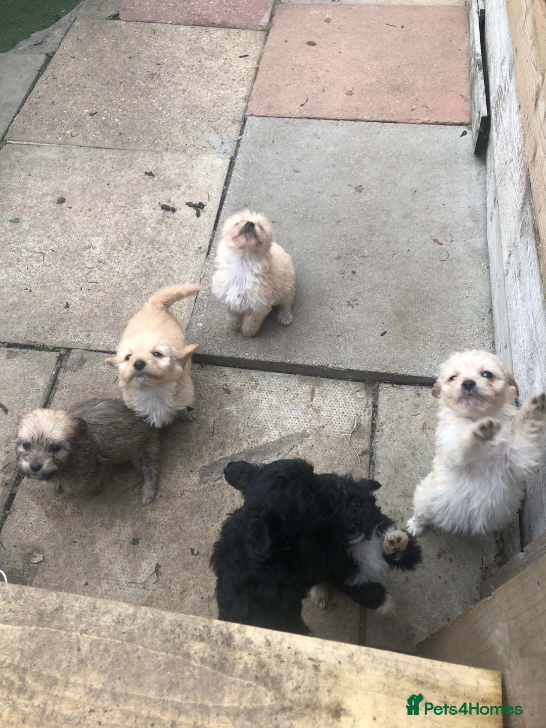 Jackapoo dogs for sale: 6 beautiful jackapoo pups - Image 4