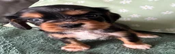 Cockalier dogs for sale: Beautiful, health tested cockalier puppies.  - Advert 5
