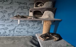 Mixed Breed cats for sale: 2 female kittens  - Image 1