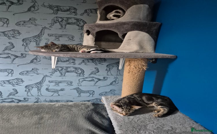 Mixed Breed cats - Advert 5