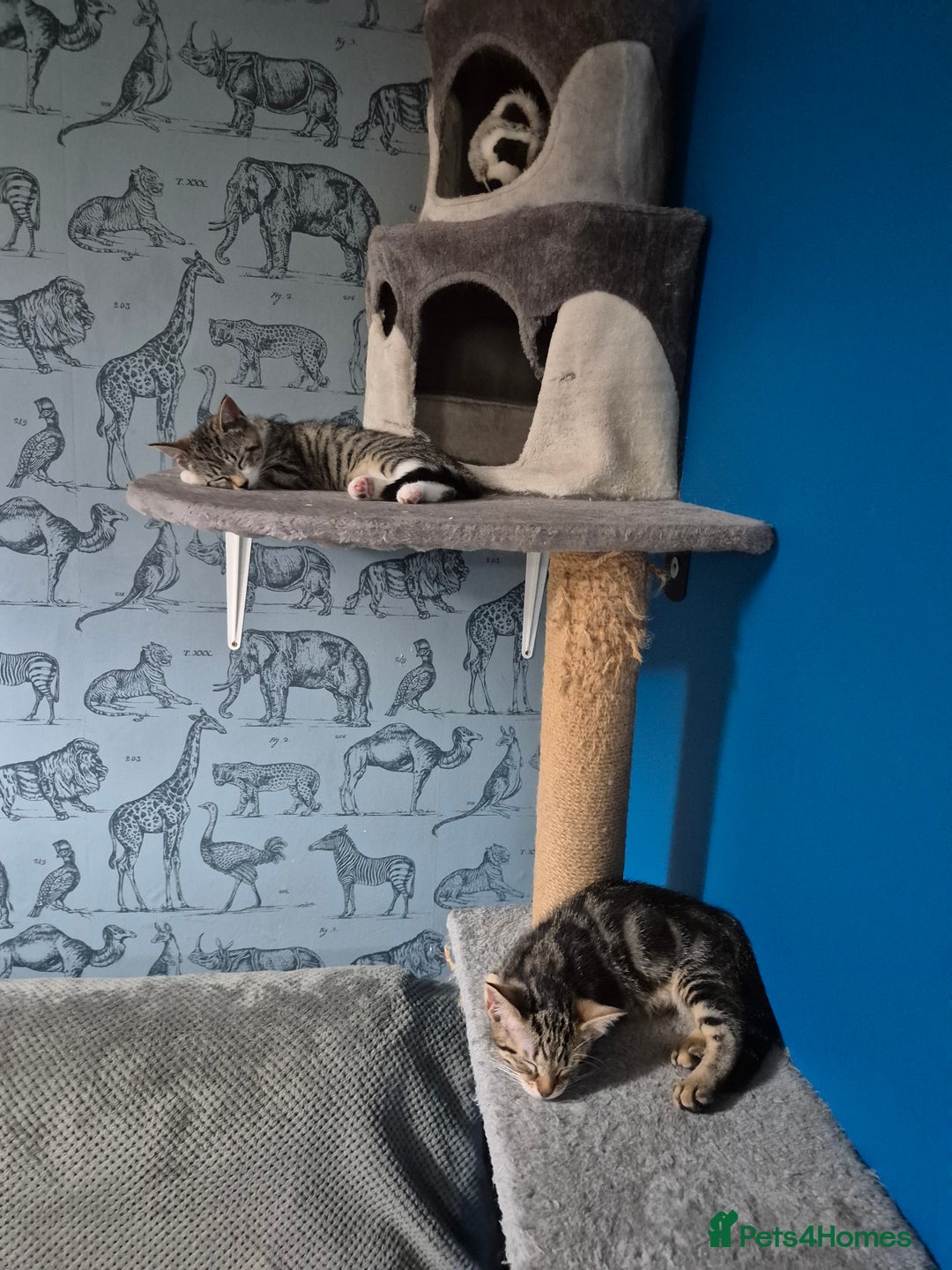 Mixed Breed cats for sale: 2 female kittens  - Image 1
