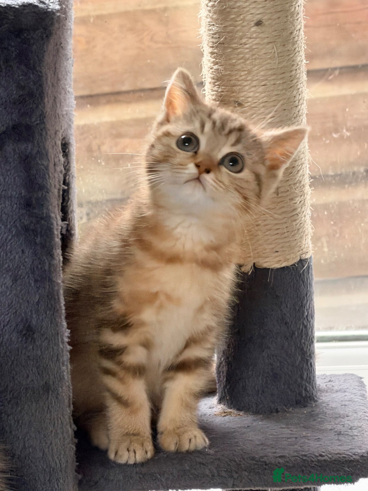 British Shorthair cats Gorgeous Lilac Golden & Blue Golden kittens - Advert 1