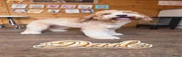 Mixed Breed dogs for sale: 4 Beautiful Cavapoo/Australian Labradoodle Puppies - Advert 10