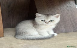 British Shorthair cats for sale: British shorthair silver chinchilla  - Image 5