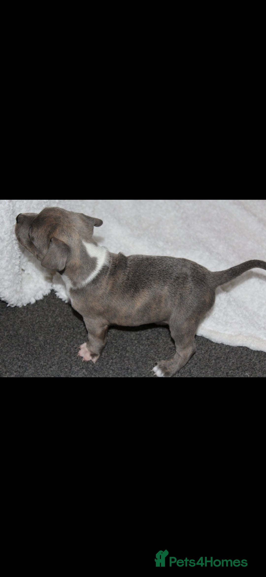 Staffordshire Bull Terrier dogs for sale: Staffy Puppies. Exceptional Temperament. - Advert 9