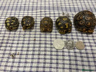 Tortoise reptiles Leopard tortoise baby’s - Advert 15