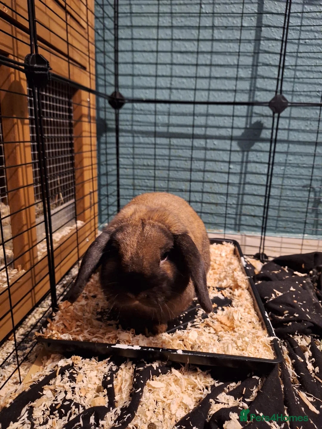 Mini Lop rabbits for sale: Male mini lop  - Advert 5