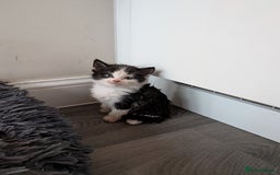 Mixed Breed cats for sale: Black and White Kittens - Image 2