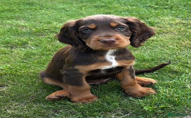 Cocker Spaniel dogs - Advert 2