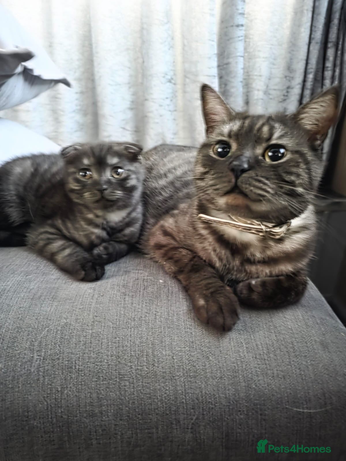 Scottish Fold cats Unique Smoke Scottish folds/straights - Advert 6