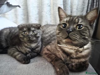 Scottish Fold cats Unique Smoke Scottish folds/straights - Advert 6