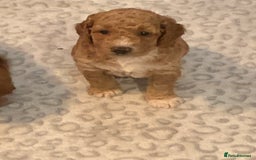 Cockapoo dogs for sale: 🐶F1B COCKAPOOS 5* HEALTHY CHECK🐶 - Image 3