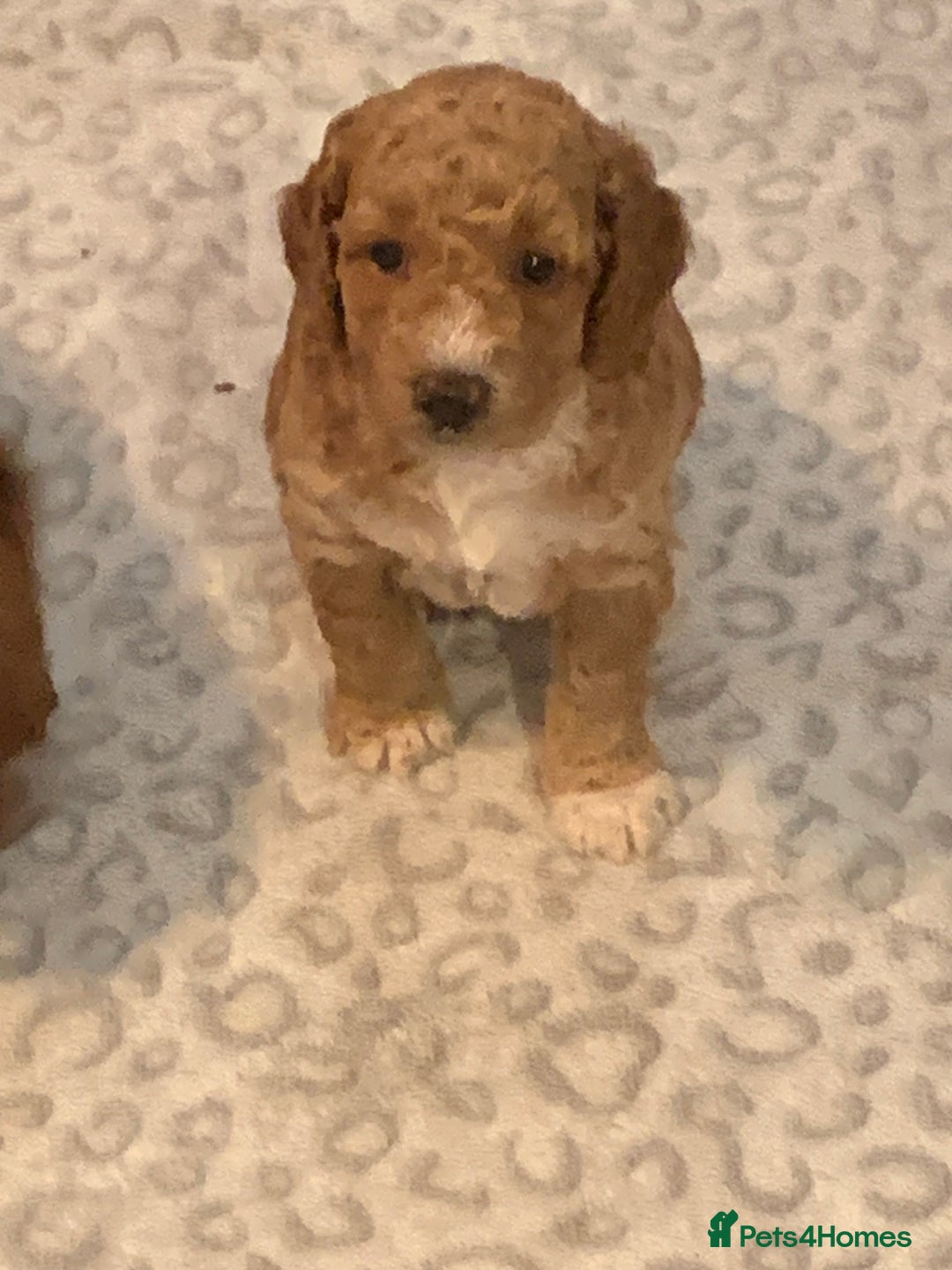 Cockapoo dogs for sale: 🐶F1B COCKAPOOS 5* HEALTHY CHECK🐶 - Image 3