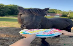 Fell horses for sale: Stunning black 2 year old Fell filly - Image 4