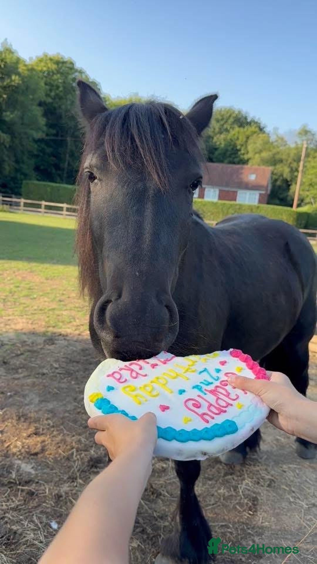 Fell horses for sale: Stunning black 2 year old Fell filly - Image 4