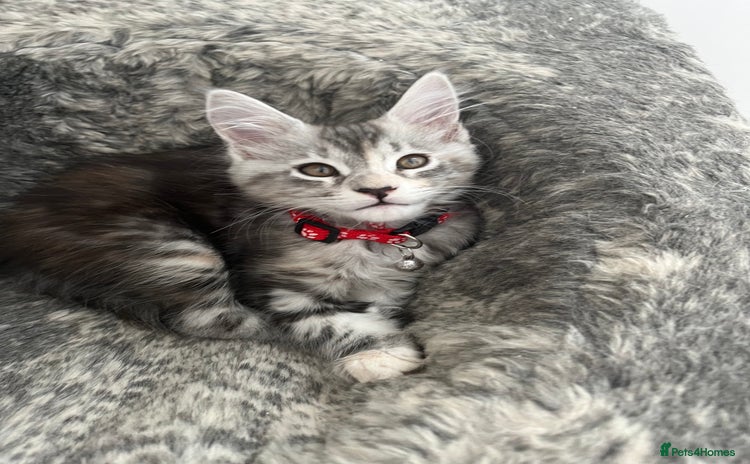 Maine Coon cats - Advert 1