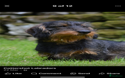 Dachshund dogs for sale: Wire haired Dachshund Teckel Puppies - Advert 10